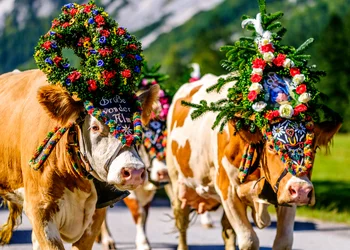 Almabtrieb Reith im Alpbachtal