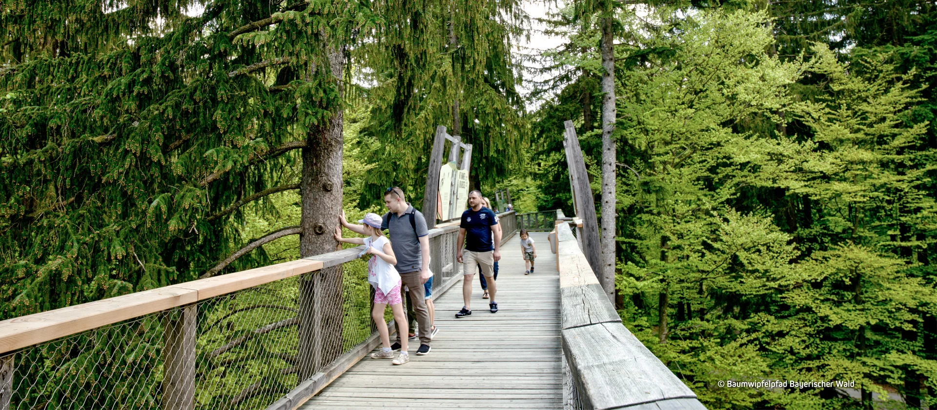 © Baumwipfelpfad Bayerischer Wald