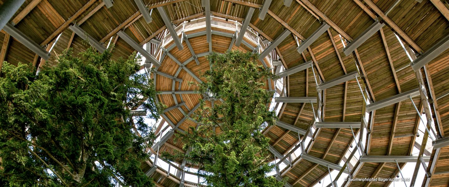 © Baumwipfelpfad Bayerischer Wald