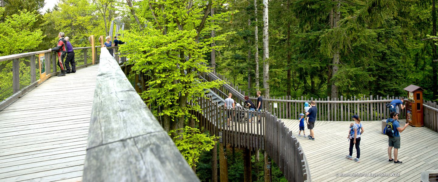 © Baumwipfelpfad Bayerischer Wald